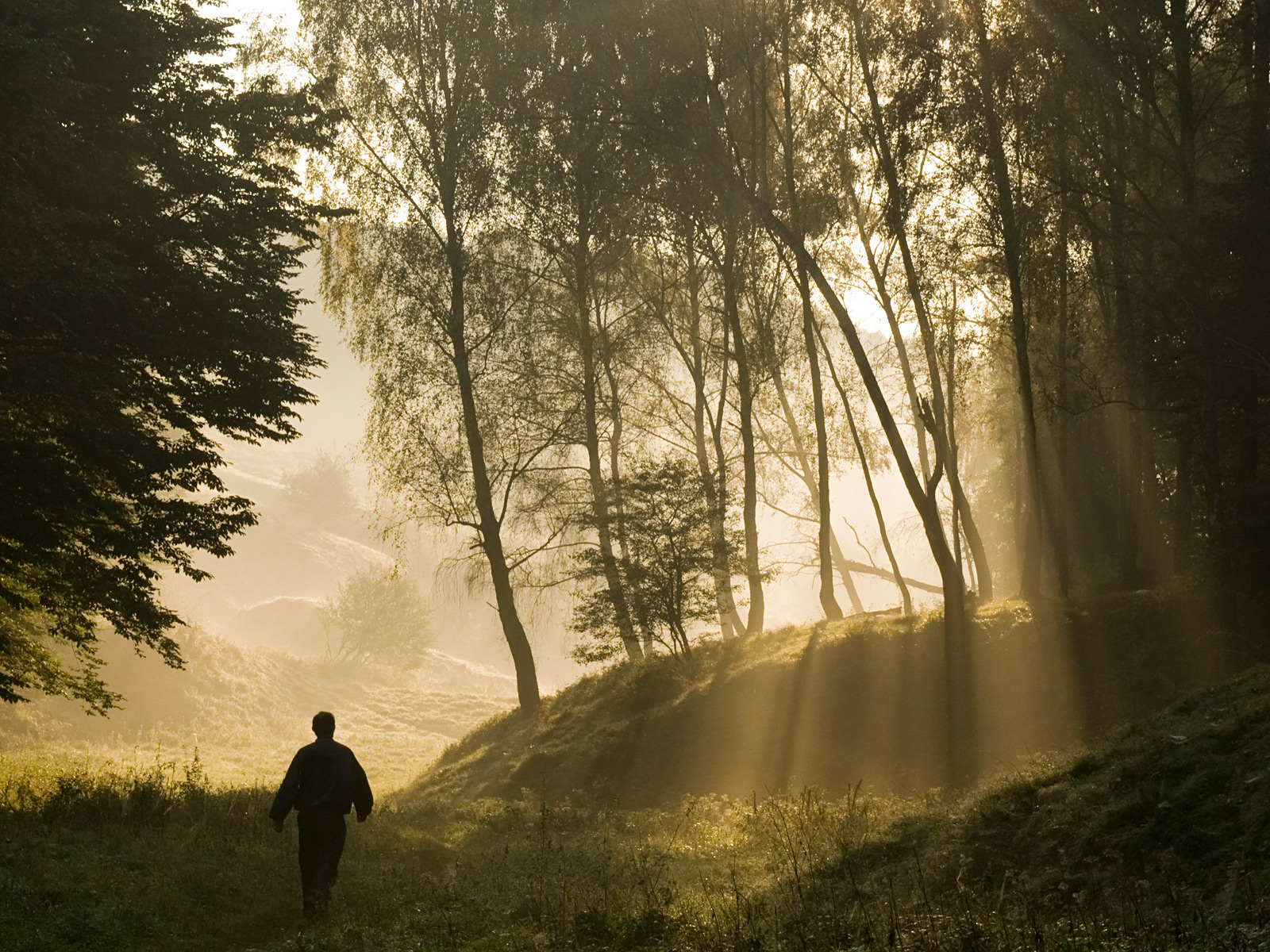 A Walk on the Wild Side